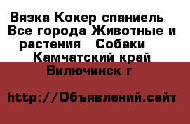 Вязка Кокер спаниель - Все города Животные и растения » Собаки   . Камчатский край,Вилючинск г.